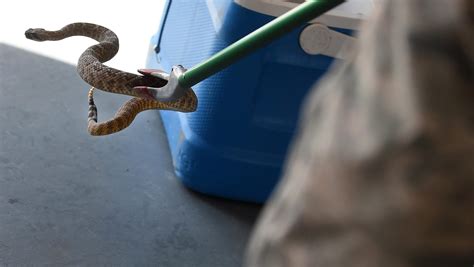 snake exterminators in waxahachie texas